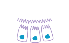 gut barrier